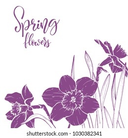 Floral background. Hand drawn vector botanical illustration. Template greeting card, wedding invitation banner with spring flowers. Sketch linear narcissus blossom.Engraved style illustration.