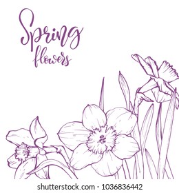 Floral background. Hand drawn vector botanical illustration. Template greeting card, wedding invitation banner with spring flowers. Sketch linear narcissus blossom.Engraved style illustration.