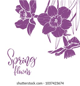 Floral background. Hand drawn vector botanical illustration. Template greeting card, wedding invitation banner with spring flowers. Sketch linear narcissus blossom.Engraved style illustration.