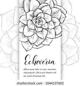 Floral background. Hand drawn vector botanical illustration. Template greeting card, wedding invitation banner with spring flowers. Black and white of Echeveria cacti . Engraved style illustration.