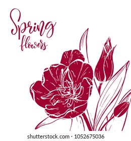 Floral background. Hand drawn vector botanical illustration. Template greeting card, wedding invitation banner with spring flowers. Sketch linear tulips blossom.Engraved style illustration.