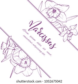 Floral background. Hand drawn vector botanical illustration. Template greeting card, wedding invitation banner with spring flowers. Sketch linear narcissus blossom.Engraved style illustration.