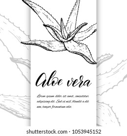 Floral background. Hand drawn vector botanical illustration. Template greeting card, wedding invitation banner with spring flowers. Black and white of Aloe Vera. Engraved style illustration.