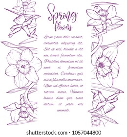 Floral background. Hand drawn vector botanical illustration. Template greeting card, wedding invitation banner with spring flowers. Sketch linear narcissus blossom.Engraved style illustration.