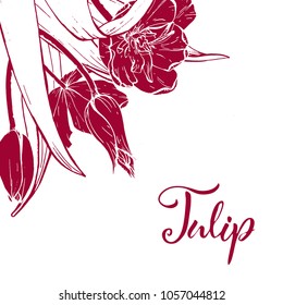 Floral background. Hand drawn vector botanical illustration. Template greeting card, wedding invitation banner with spring flowers. Sketch linear tulips blossom.Engraved style illustration.