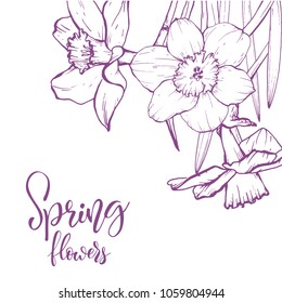 Floral background. Hand drawn vector botanical illustration. Template greeting card, wedding invitation banner with spring flowers. Sketch linear narcissus blossom.Engraved style illustration.