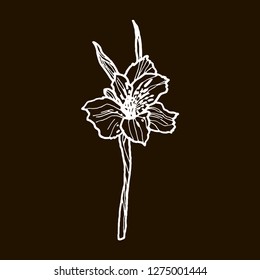 Floral background. Hand drawn vector botanical illustration. Template greeting card, wedding invitation banner with spring flowers. 