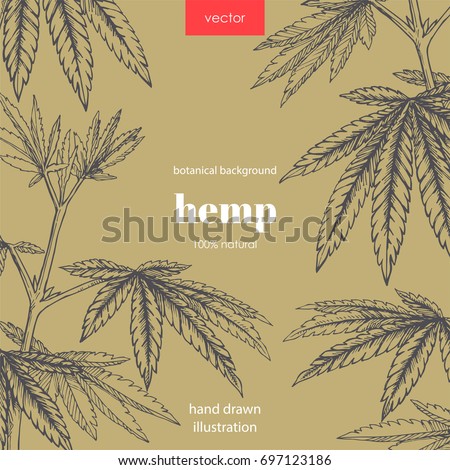 Floral background with hemp branches. Vector botanical illustration of cannabis leaves in sketch style.