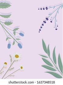 the floral background with herbs lavender, sage, camomile and mint
