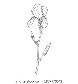 Floral background. Iris buds sketch