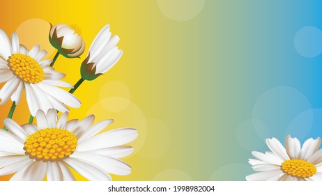 Floral background with large chamomiles. Vector illustration. 