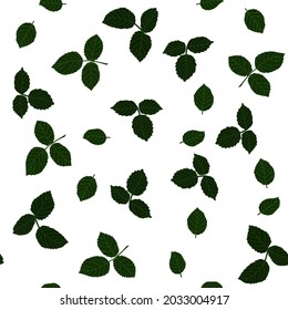 Floral background. Leaves on a white background.