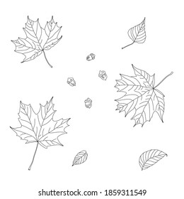 Floral background. Leaves of trees on a white background.