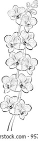 Floral background. Orchid branch isolated on white background. Vector Illustration