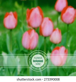 Floral background with red tulips, vector illustration