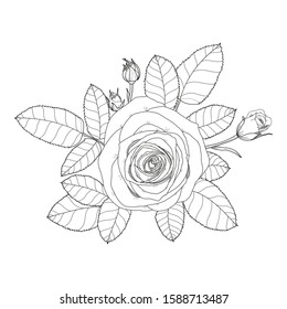 Floral background. Roses with leaves on a white background.