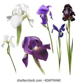 Floral background. Set of spring flowers for design purposes. Fully editable vector