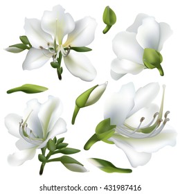 Floral background. Set of spring flowers for design purposes. Fully editable vector