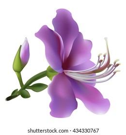 Floral background. Set of spring flowers for design purposes. Fully editable vector