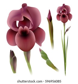 Floral background. Set of spring flowers for design purposes. Fully editable vector