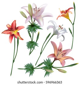 Floral background. Set of spring lilies for design purposes. Fully editable vector