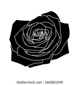 Floral background. Silhouette of a rose on a white background.