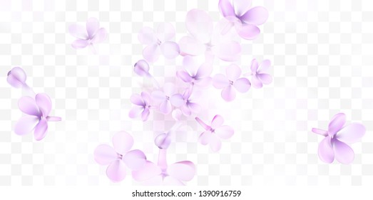 Floral Background With Soft Pink Lilac Flower And Petals Vector Transparent Illustration Template