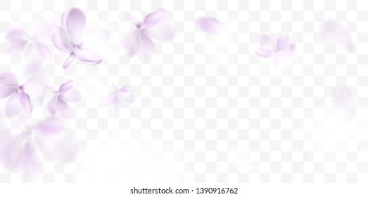 Floral background with soft pink lilac flower and petals vector transparent illustration template