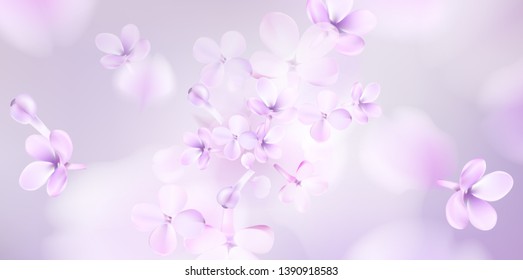 Floral background with soft pink lilac flower and petals vector illustration template