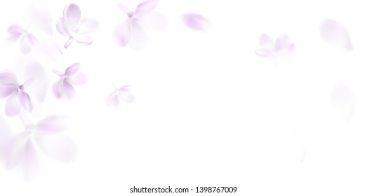 Floral background and soft pink lilac flower   petals vector illustration template