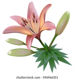 Floral background. Spring lily for design purposes. Fully editable vector