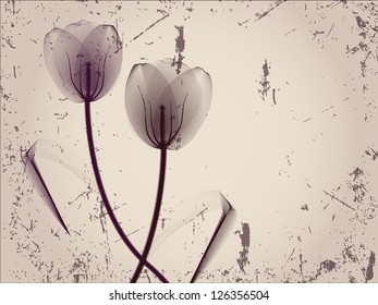 Floral background with tulips