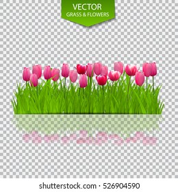 Floral Background with Tulips on Transparent Background. Vector Illustration. EPS10