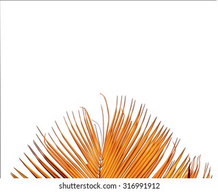 floral background (vector)