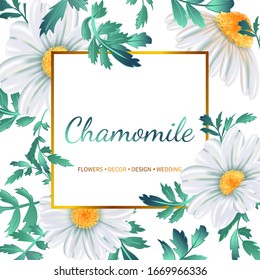 Floral banner with chamomile flowers on white background. Vector invitation, greeting card.