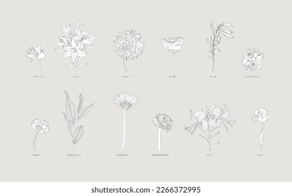 Floral big set, outline black flowers, simple line art floral collection, line-art different flowers, roses, daffodils, herbal, lily, for your design isolated on vintage background.