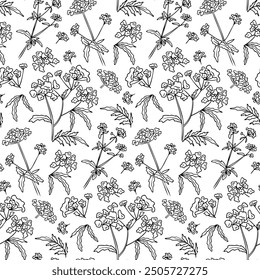 Patrón floral sin fisuras en blanco y negro con flores y ramas de ancianos en tierra de garabatos. Ilustración dibujada a mano de verano aislada sobre fondo blanco. Mejor para el embalaje, textil, papel, Fondo de pantalla