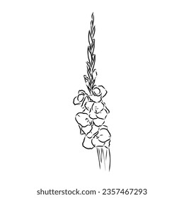floral blooming gladiolus hand drawn vector illustration sketch