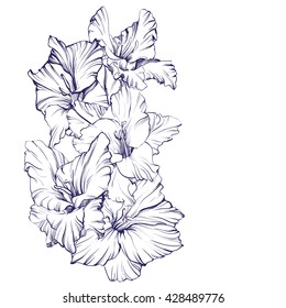 floral blooming gladiolus hand drawn vector illustration  sketch