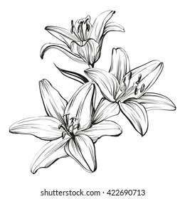 floral blooming lilies hand drawn vector illustration  sketch