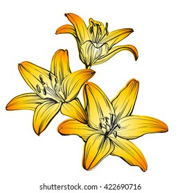floral blooming lilies hand drawn vector illustration  sketch