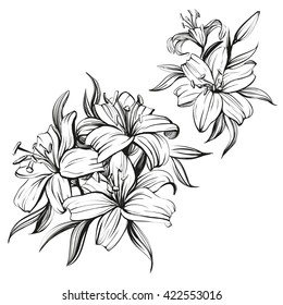 floral blooming lilies set hand drawn vector illustration  sketch