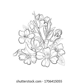 Floral blossom of almond tree isolated on white background. Spring blooming closeup vector sketch.
