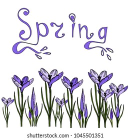 Floral border of crocuses vector illustration of lilac flowers