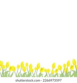 Borde floral. Primavera primeras flores. Tulipanes amarillos. Banner horizontal lindo con tulipanes florecientes. Ilustración vectorial sobre fondo blanco. Fondo floral de las primeras flores primaverales.