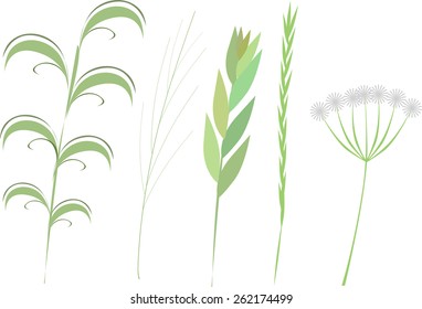 floral botanica element vector
