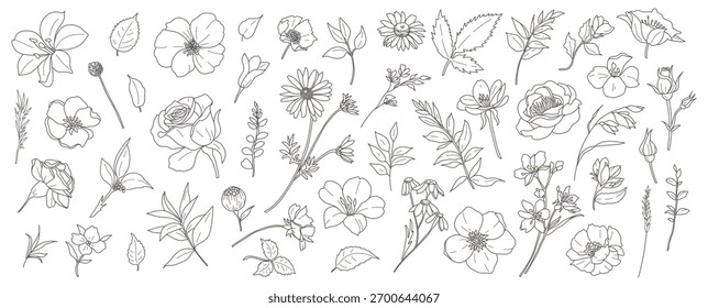 Elementos botánicos florales: flores, ramas y hojas. Flores de Vector simples, dibujadas a mano en un estilo de arte de línea