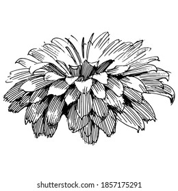 Floral botanical flower. Isolated illustration element. Vector wildflower for background, texture, wrapper pattern, frame or border. 