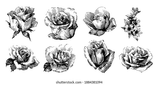 Floral botanical flower. Isolated illustration element. Vector wildflower for background, texture, wrapper pattern, frame or border.