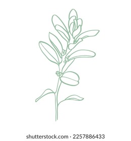 Floral botanical flower. Isolated illustration element. Vector hand drawing wildflower for background, texture, wrapper pattern, frame or border